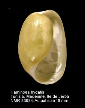 Haminoea hydatis.jpg - Haminoea hydatis(Linnaeus,1758)
